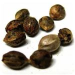 Семена марихуаны АК-47  (Seeds AK-47) в Кингисеппе